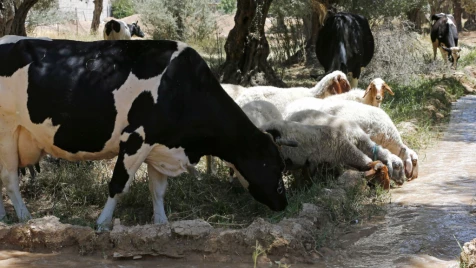 منطقة مهددة بالتصحر.. واقع الزراعة في الغوطة الشرقية بعد 4 سنوات من سيطرة ميليشيا أسد