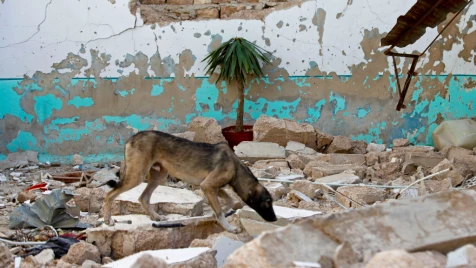 كلب شارد يتسبب بفاجعة لعائلة كاملة في حمص (صور)