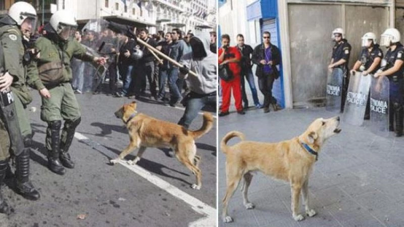 هاجم رجال الأمن ولم يترك مظاهرة: حزن في اليونان على وفاة كلب