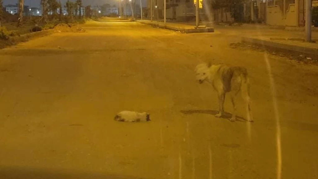 أوقف حركة المرور .. كلب يشعل الميديا بمحاولة إنقاذ قطة ودفنها كما يفعل البشر (فيديو)