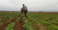4 مخاطر تهدّد الزراعة في إدلب.. وفلاحو المحافظة: وفرة الإنتاج لم تعُد مهمة