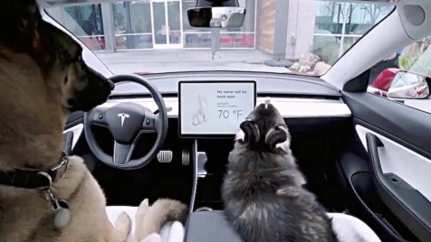 فريق علماء يستعين بحيوانات تقود السيارات لحل مشاكل ذهنية لدى البشر (فيديو)