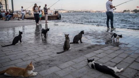 صحيفة تركية معارضة: السوريون يقطعون أطراف القطط.. والسبب أغرب من التهمة (فيديو)