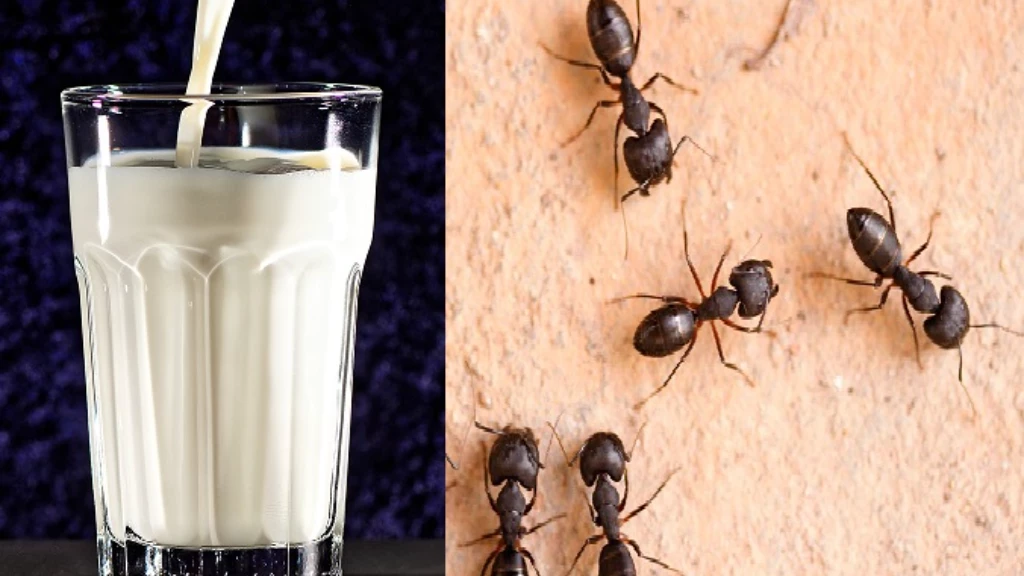بين مصدّق ومكذّب.. "حليب النمل" اكتشاف غريب بفوائد مذهلة