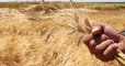 أحدها عدم منح الترخيص.. إجراءات يتبعها نظام أسد تهدد بخسارة محصول القمح