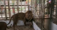 نهاية أليمة.. أسد ينقض على طفل في حديقة حيوانات والزوار يوثقون الحادثة (فيديو)