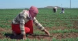 خسائر كارثية بالمحاصيل الصيفيّة.. 4 أسباب وراء انهيار القطاع الزراعي في درعا
