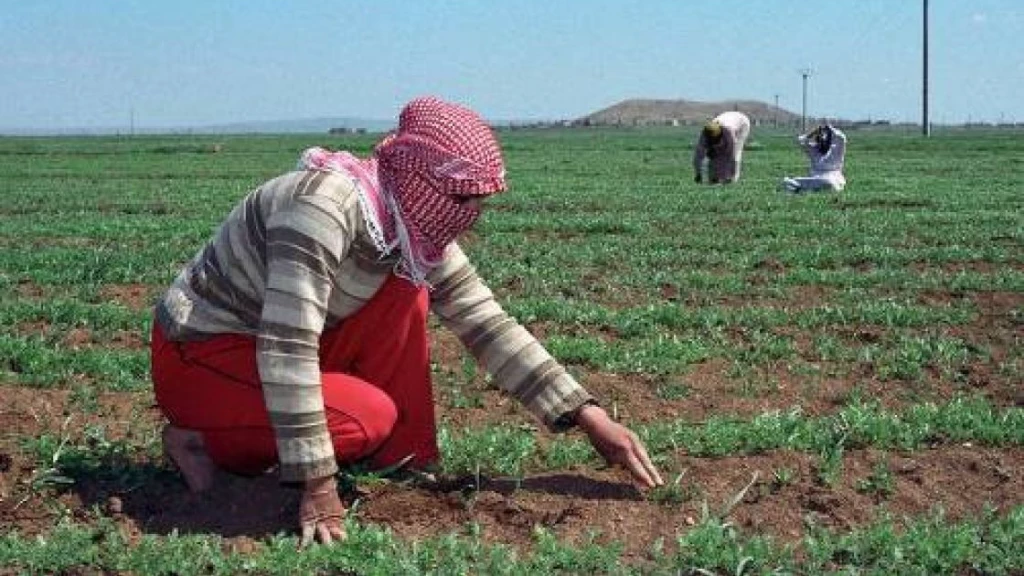 خسائر كارثية بالمحاصيل الصيفيّة.. 4 أسباب وراء انهيار القطاع الزراعي في درعا
