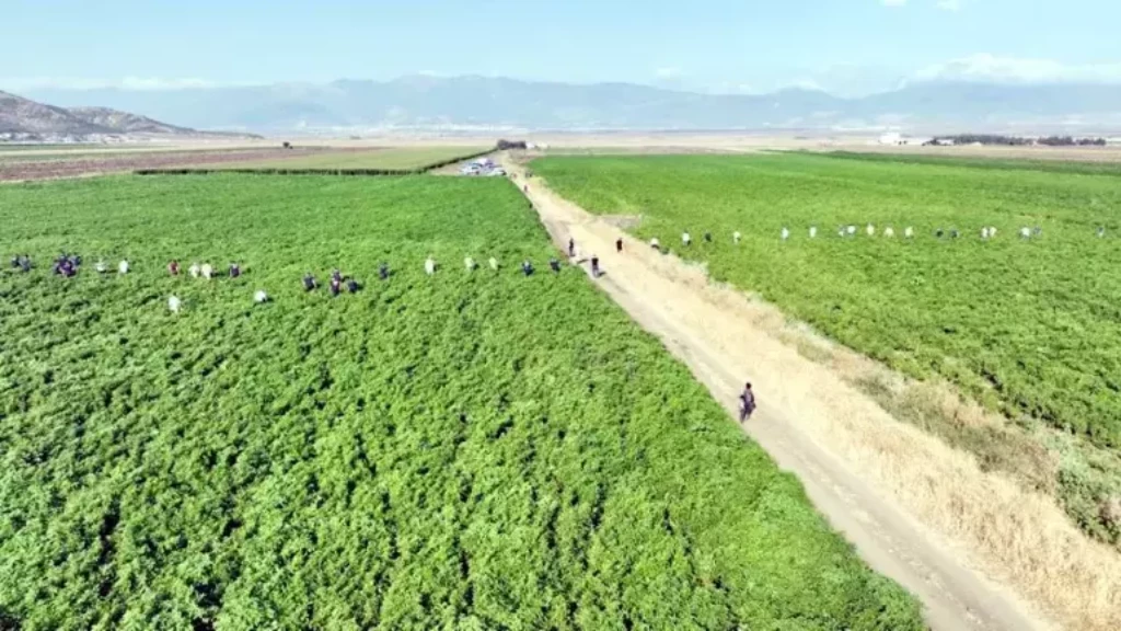 200 شخص شاركوا بالبحث.. نجاة رضيعة سورية فُقدت في حقول زراعية بعنتاب (فيديو)