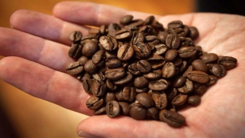 اختفاء نبات القهوة بحلول العام 2080..!