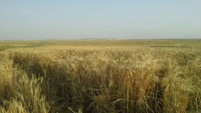 محصول القمح بريف حلب بين عجز مؤسسة الحبوب الحرة واستغلال النظام