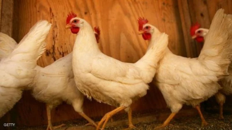 تأجير الدجاج على الإنترنت بمئات الدولارات لمواجهة غلاء البيض!