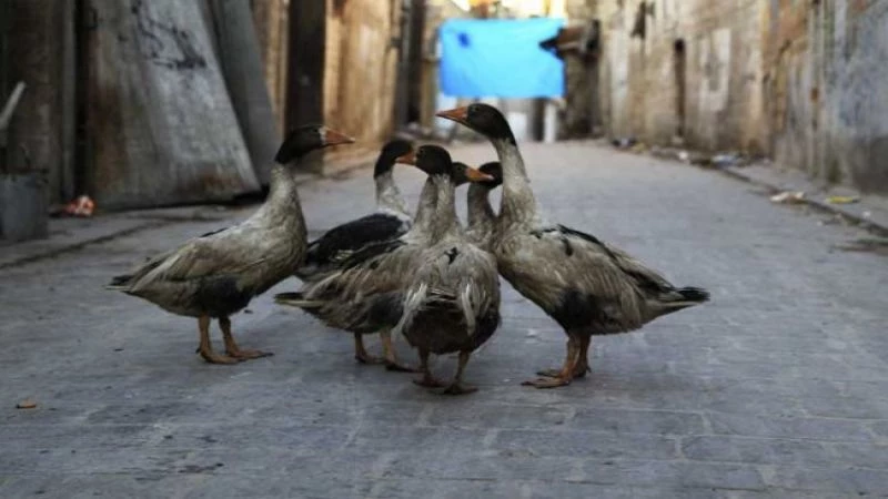 الأوز وحيداً في حلب القديمة!