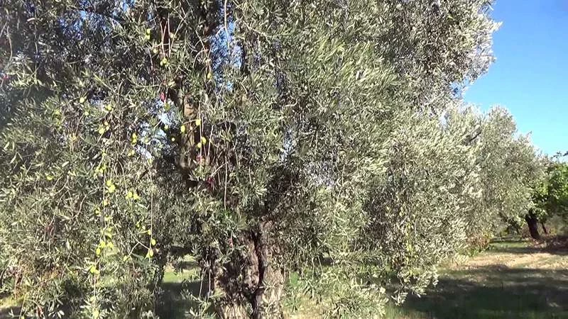 ممارسات PYD في عفرين تدفع المزارعين إلى هجر أشجارهم