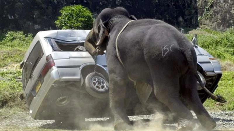 الهند توكل لأمهر صياديها مهمة قتل فيل يجتاح القرى!  