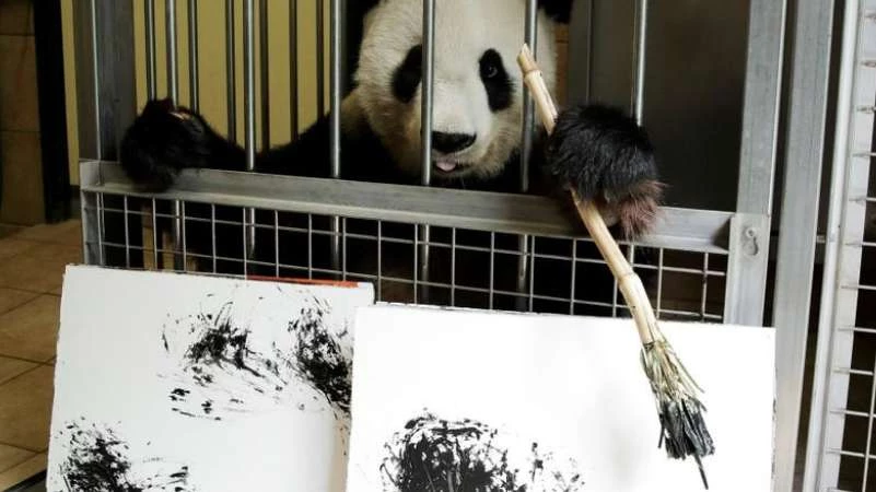 حديقة حيوان تجتذب الزوار عبر "الباندا الرسامة" (صور)
