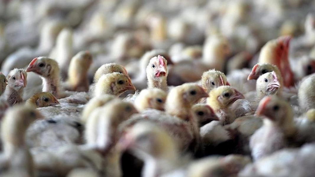 إطلاق حملة شعبية في المغرب لمقاطعة الدجاج