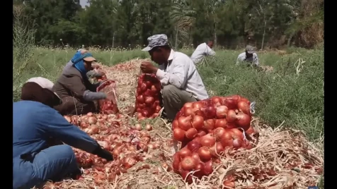 ما هو واقع اللاجئين السوريين العاملين في القطاع الزراعي في الأردن؟ 