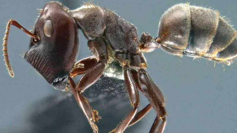 اكتشاف فصيلة جديدة من "النمل الانتحاري"