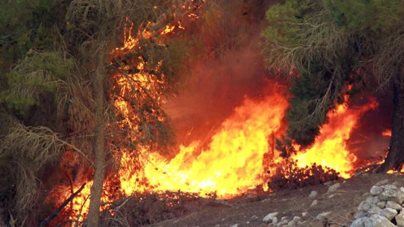 لماذا تتعمد ميليشيا أسد الطائفية إحراق الغابات في ريف حماة؟