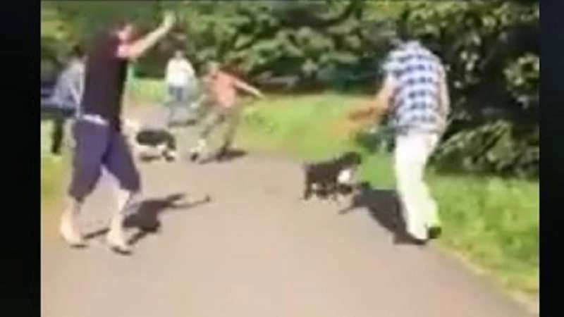 كلاب تدمي سورياً بهجوم "عنصري" في ألمانيا (فيديو)
