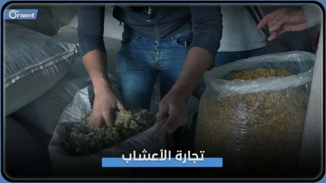 أهالي قرية الشغر يعتمدون على جمع الأعشاب الطبية كمصدر رزق