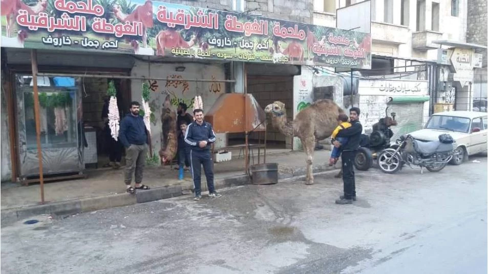 تواجه 3 مخاطر .. تربية الإبل مهنة عززها المهجرون في إدلب وأقبل عليها الأهالي لعدة أسباب (صور)