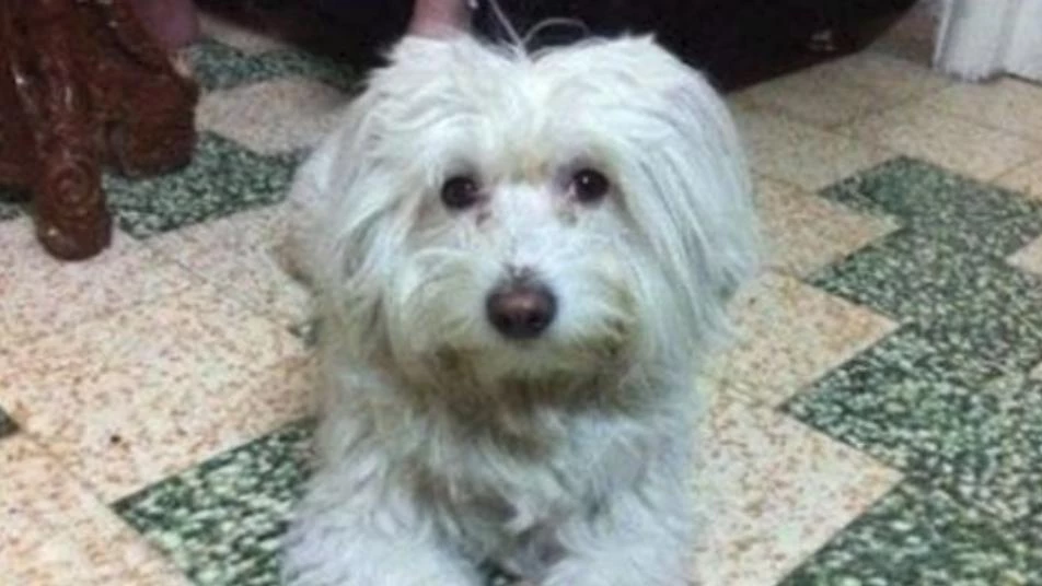 سخرية من مكافأة قدرها مليون ليرة لمن يجد كلباً ضائعاً في دمشق! 