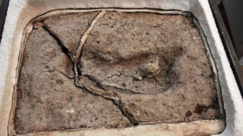 العثور على أقدم أثر بشري في القارة الأمريكية