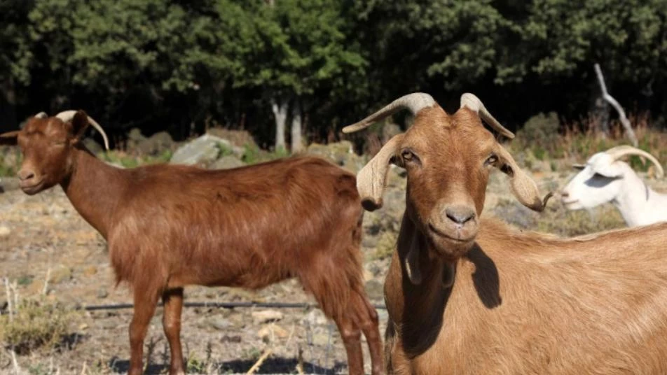 أزمة بيئية في اليونان اسمها الماعز.. تعرف إليها