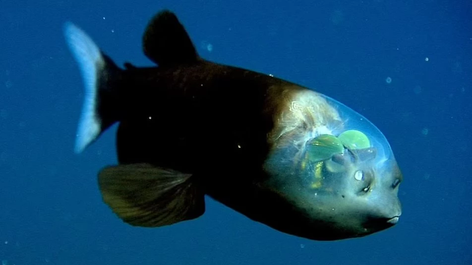 أشبه بالكائن الفضائي..علماء يكتشفون سمكة نادرة بعيون غريبة (فيديو)
