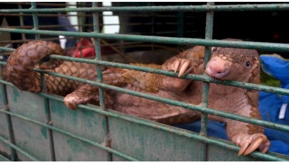 بعد إعلانها انخفاض الإصابات بكورونا.. هل عادت أسواق بيع الحيوانات في الصين؟