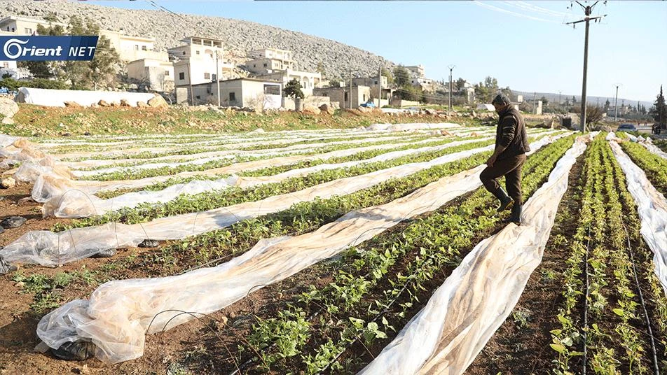 مزارعو إدلب يكشفون حجم خسائرهم في موسم الخضروات المبكرة