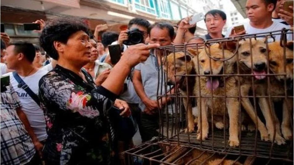 كورونا يُجبر الصين على استثناء القطط والكلاب من قائمة الأكل
