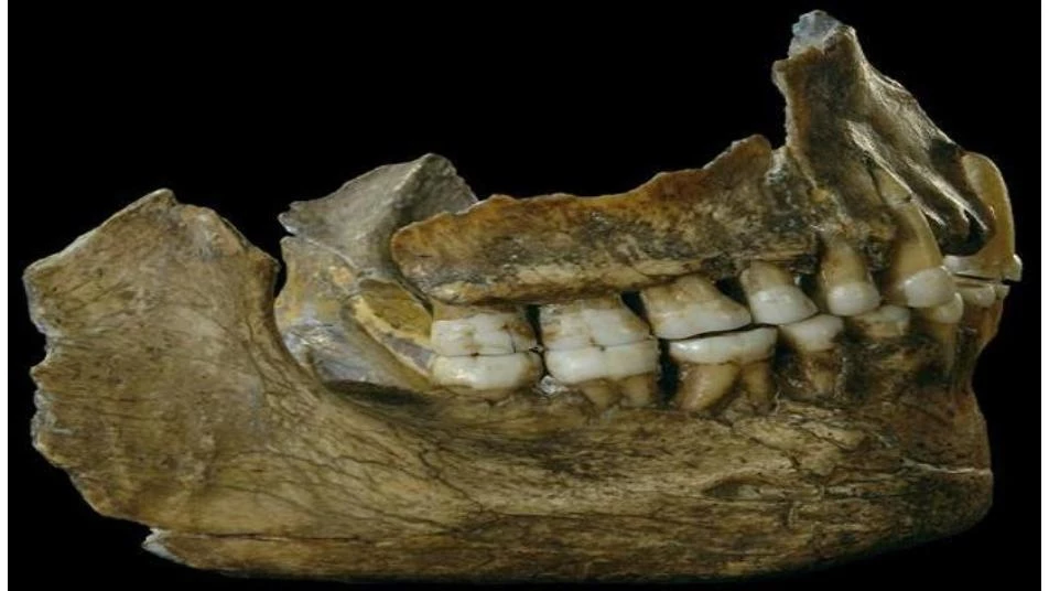 أسنان بشرية تكشف عن مجموعة عرقية قديمة