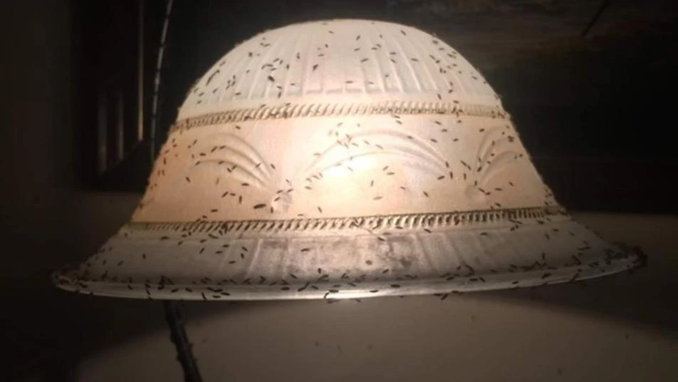 حشرة البرغش تغزو مدينة حلب (صور)