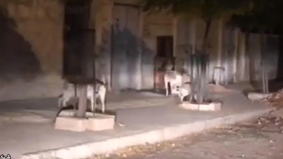 شاهد الكلاب الشاردة تغزو أحياء حلب (فيديو)
