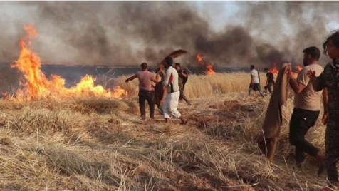 حرق آلاف الهكتارات من محصول الحبوب في سوريا .. من الفاعل؟