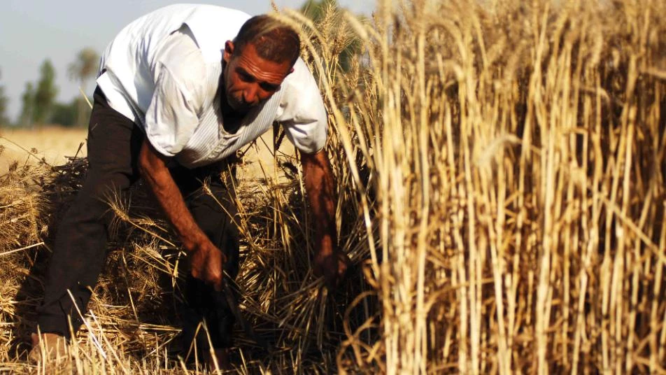 مزارع القمح في مرمى "التموين".. ولـ"الفرقة الرابعة" نصيب في تهريب المحاصيل