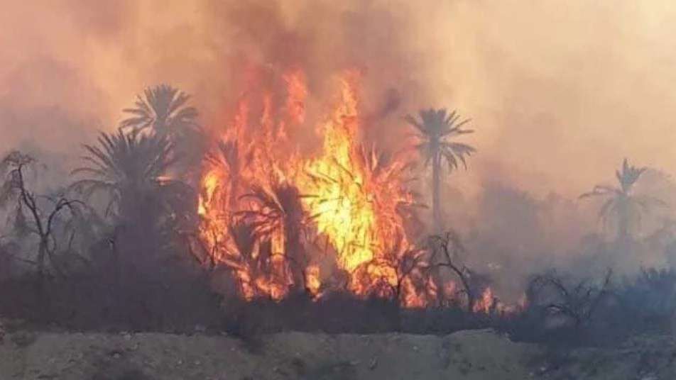 حرائق ضخمة تلتهم مئات آلاف الأشجار من تمور تدمر (صور)
