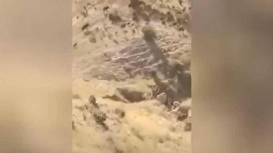 شاهد لحظة فرار الخنازير البرية من الحرائق في إيران (فيديو)