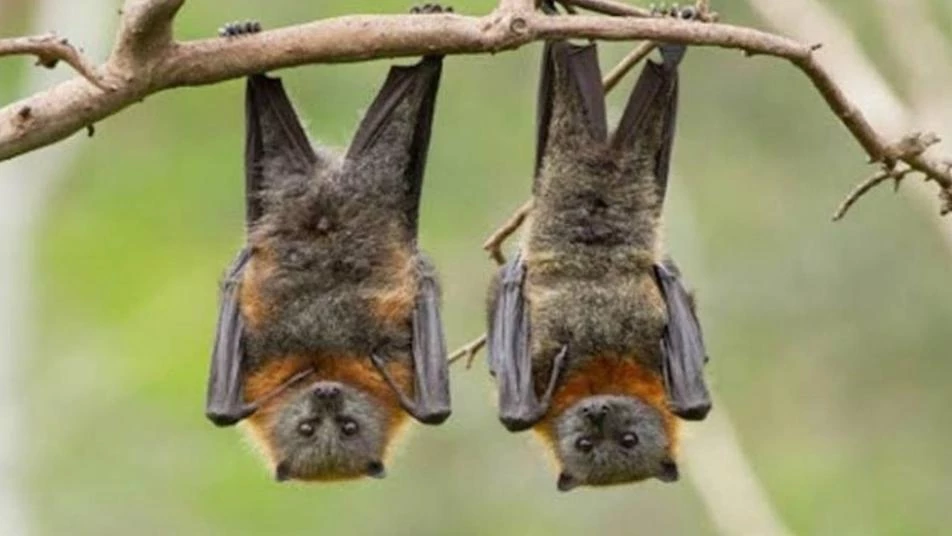 دراسة جديدة: خفافيش الصين تحمل أنواعاً أخرى من كورونا