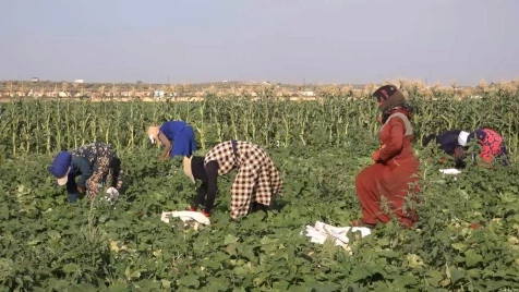 الزراعة في إدلب.. هل أضحت مهنة الشقاء والأجور القليلة؟