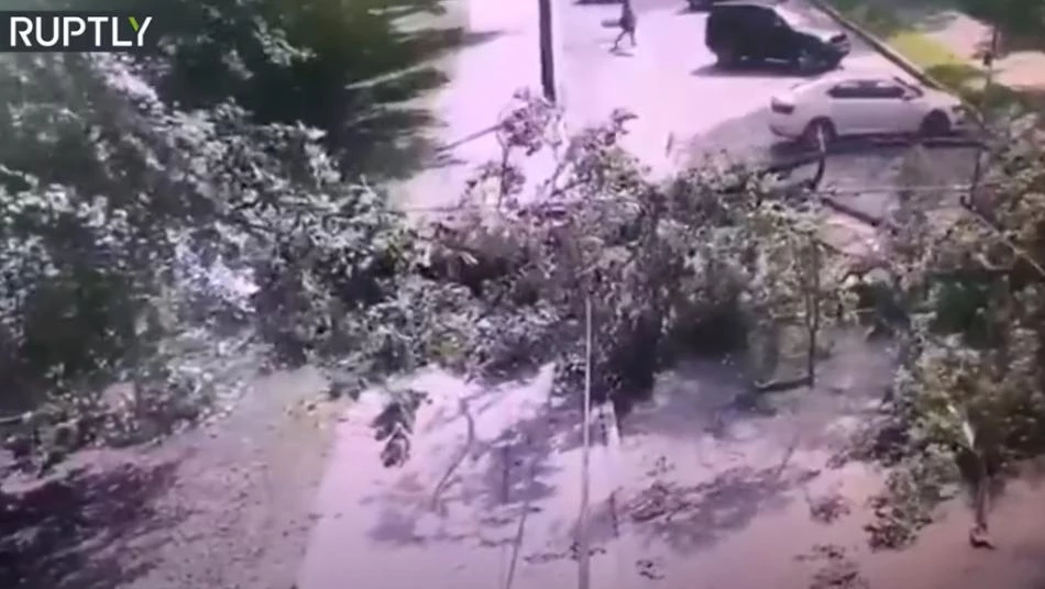 شاهد لحظة سقوط شجرة على سيارة أثناء سيرها (فيديو)