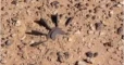 Mine kills four children in Deir ez-Zoor countryside
