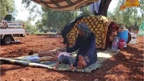 After fleeing bombs, Syrians shelter in olive groves near Turkish border