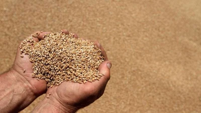 Syria’s wheat crop halved this year to new low