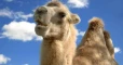 The Iranian camel which found out  its own hump 